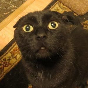 Meet your Posher, Jack